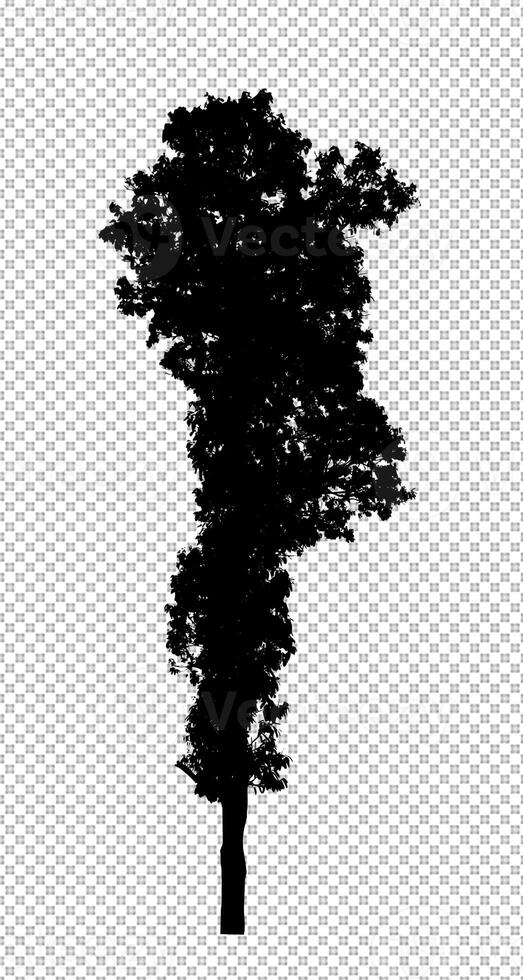 träd silhuett på transparent bakgrund med klippning väg och alfa foto