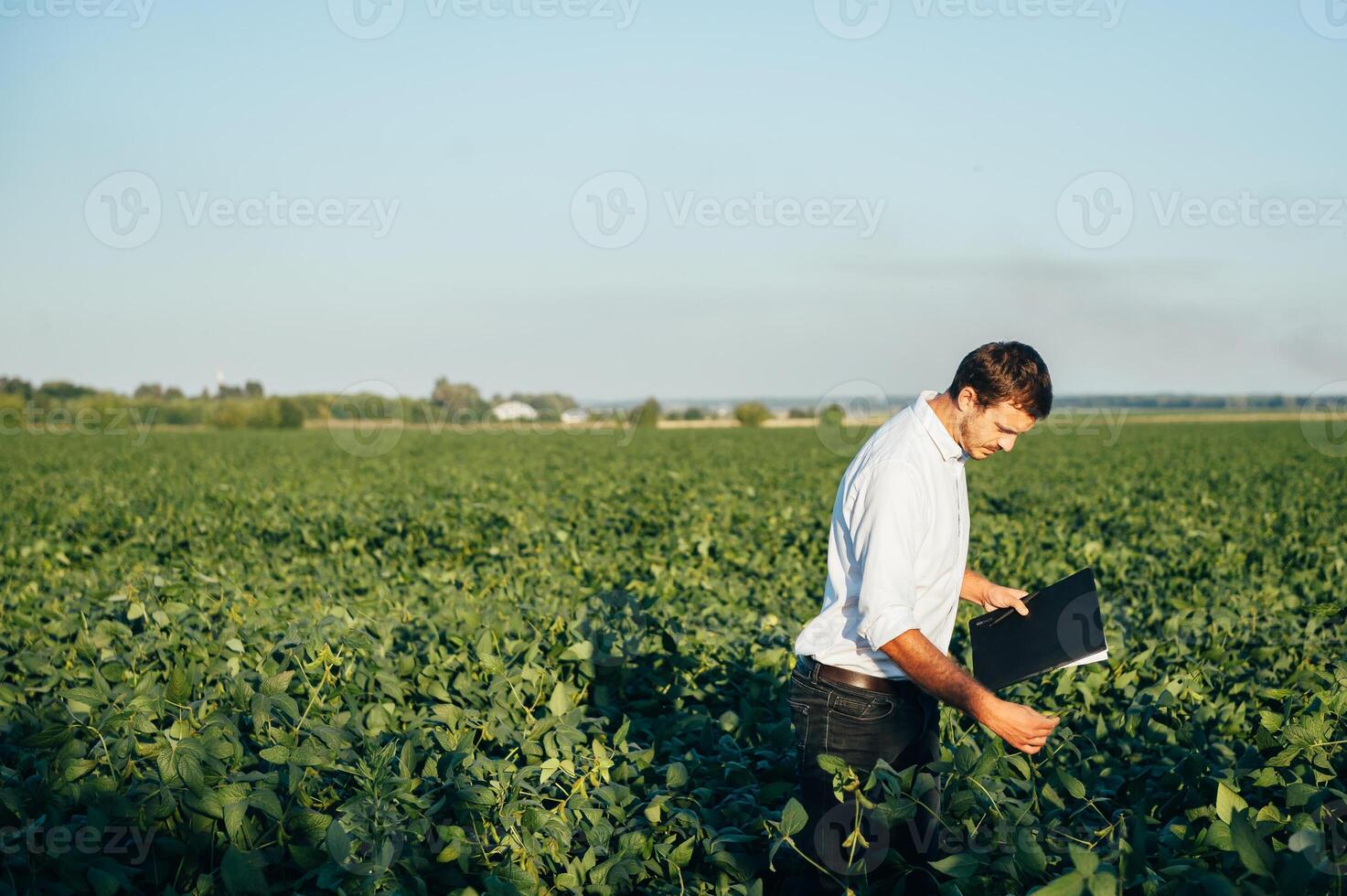 agronom innehar läsplatta Rör vaddera dator i de soja fält och granskning gröda innan skörd. jordbruksnäringen begrepp. jordbruks ingenjör stående i en soja fält med en läsplatta i sommar. foto
