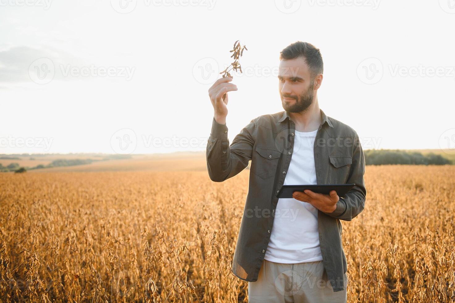jordbrukare agronom på en sojaböna fält. jordbruks industri. foto