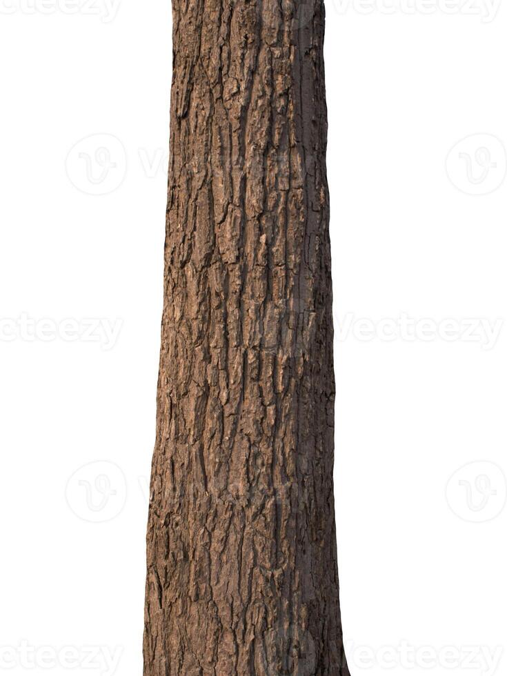 träd trunk isolerat på vit bakgrund foto