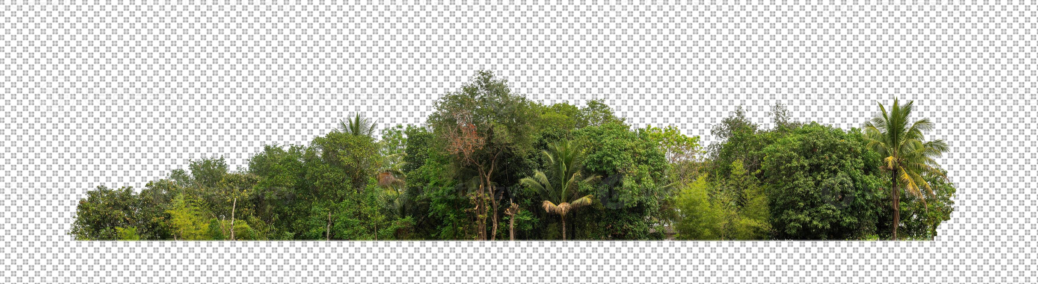 grön träd isolerat på transparent bakgrund skog och sommar lövverk för både skriva ut och webb med skära väg och alfa kanal foto