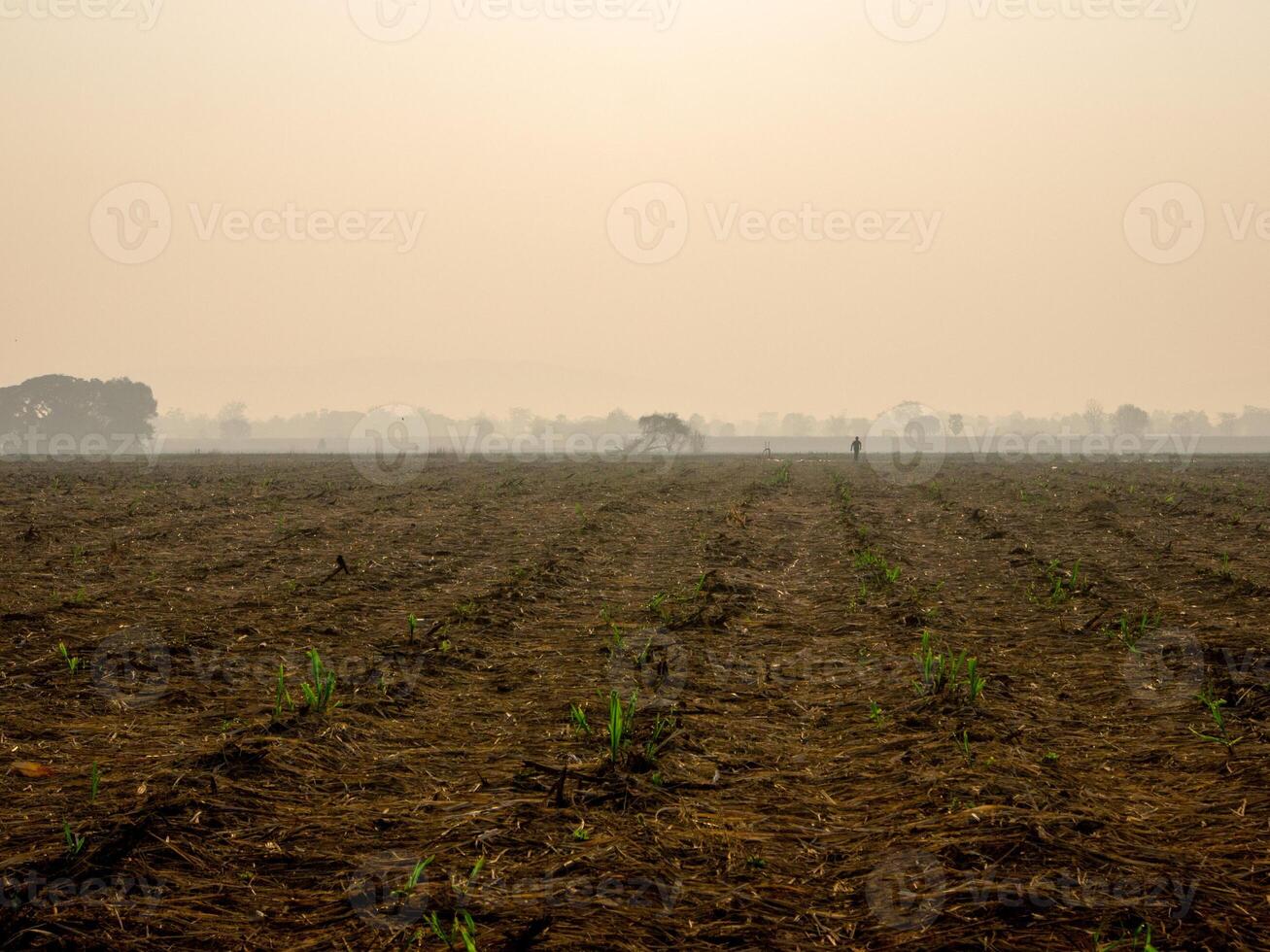 sockerrör plantager, jordbruks växter växa upp foto