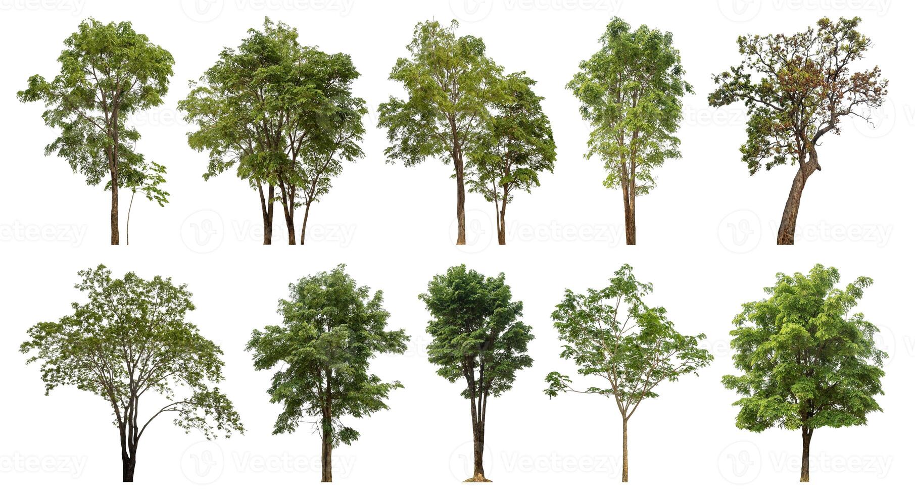 samling träd skära ut från original- bakgrund och byta ut med vit bakgrund för lätt till urval. foto