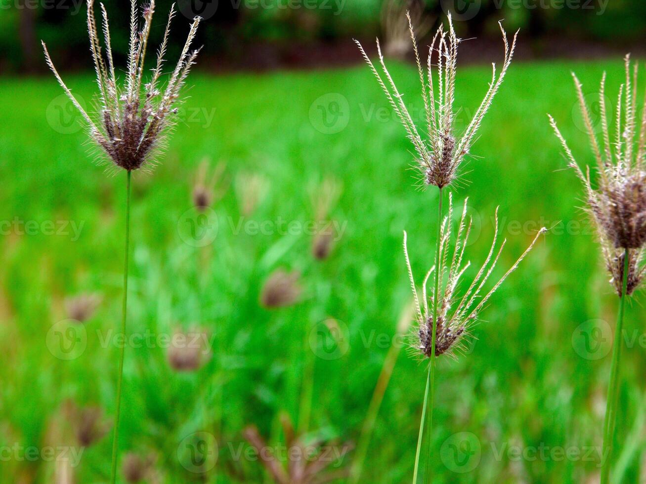 morgon- gräs blommor solsken foto