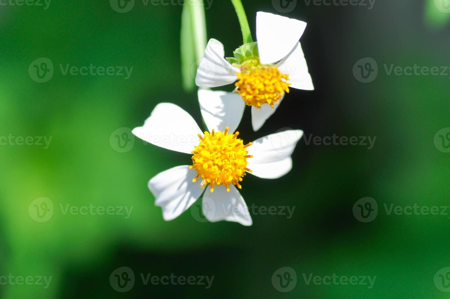 tiggare bock, bidens alba, bidens pilosa eller bidens pilosa jag, svart domkraft eller kvast pinne eller kvast grejer eller skomakare pinnar, djävlar nålar eller hårig tiggare fästingar eller hårig bidens eller spanska nål foto