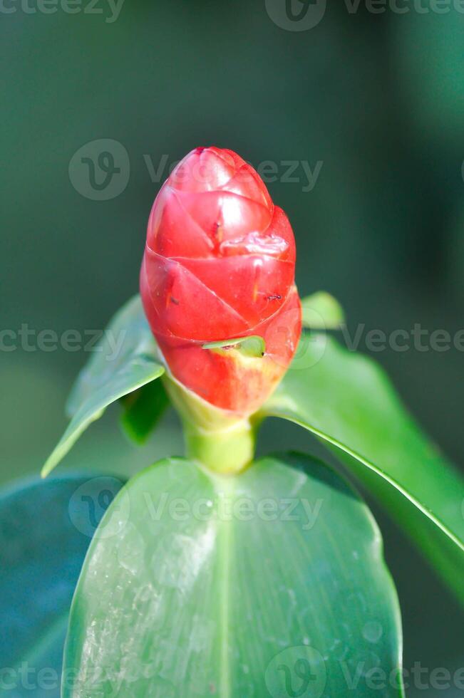 costus speciosus, crape ingefära eller malaysiska ingefära eller spiral flagga eller cheilocostus speciosus, costaceae eller sockerrör vass foto