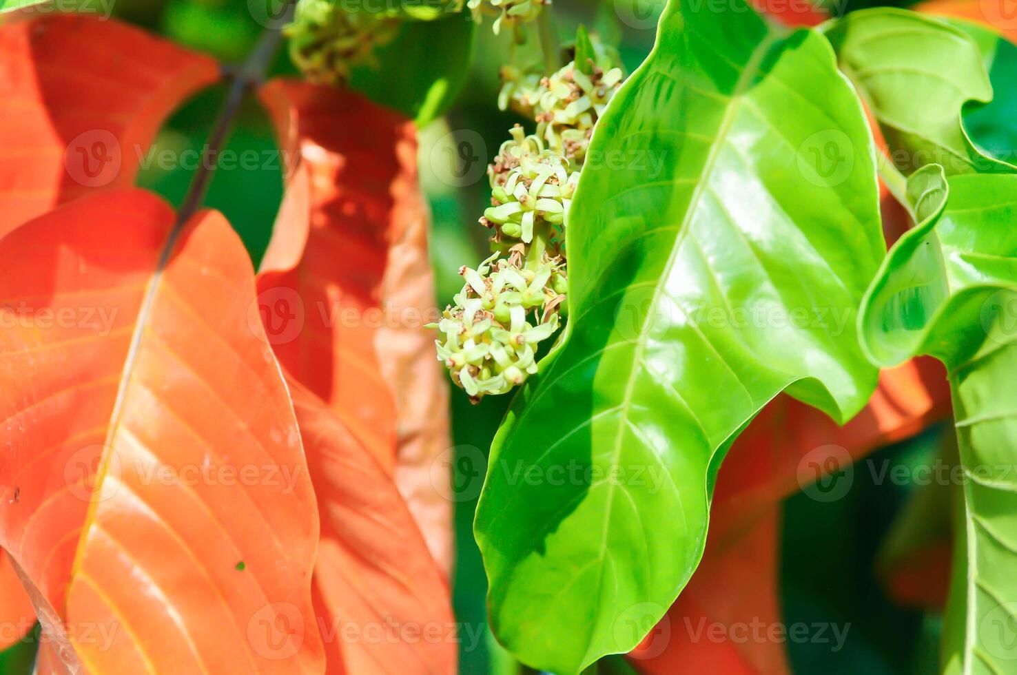 santol träd och santol blommor eller sandoricum koetjape , meliaceae eller santol eller sentul eller röd sentol eller gul sentol foto