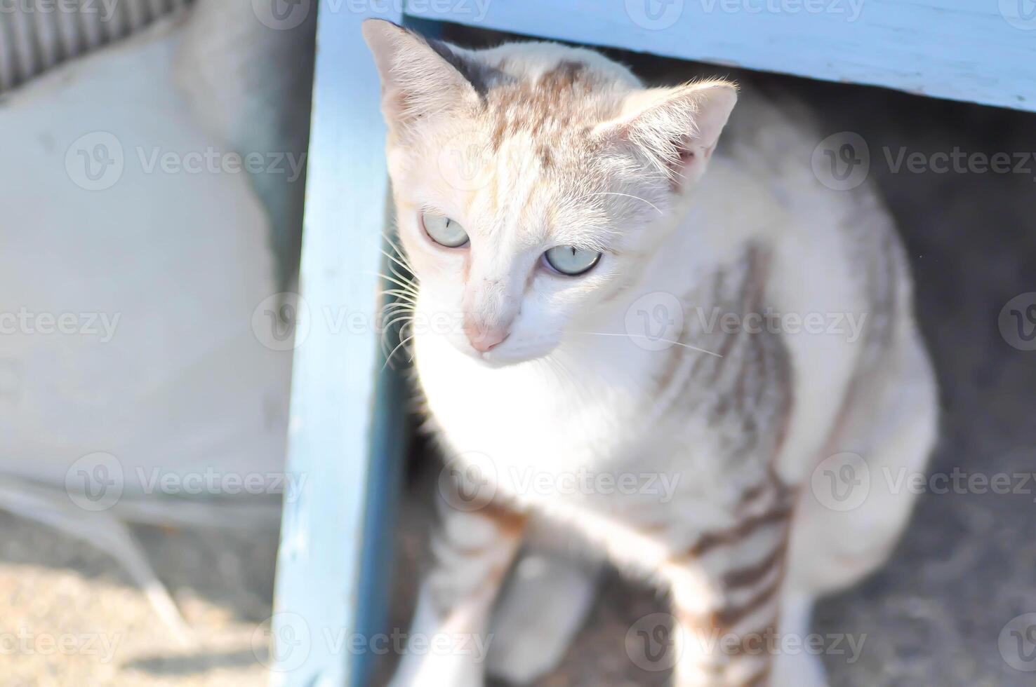 katt eller grå katt, felis catus eller felis catus domestica foto