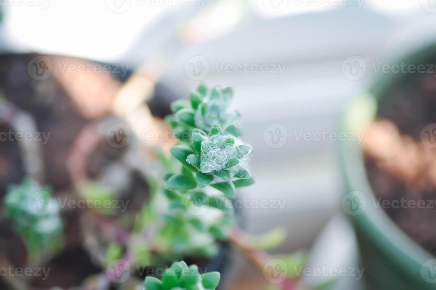 Portulaca werdermannii eller portulaca, mossa reste sig eller Sol växt eller Sol reste sig eller portlak eller pussley blomma foto