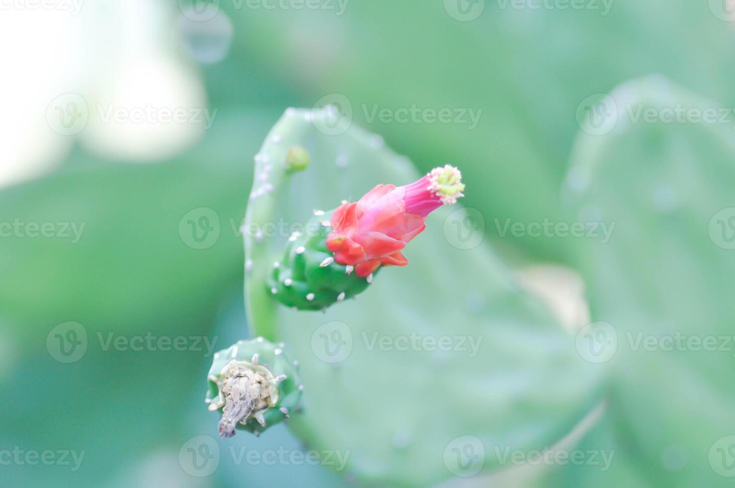 opuntia cochenillifera, opuntia eller kaktus eller opuntia blomma foto