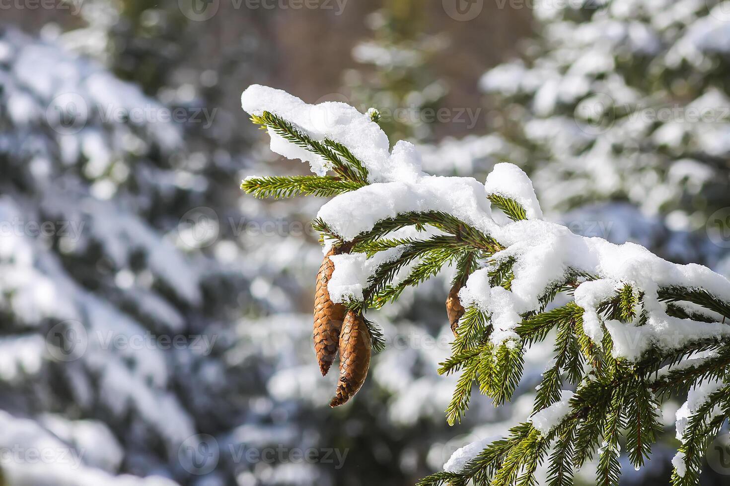snö täckt gran träd grenar med koner utomhus. foto