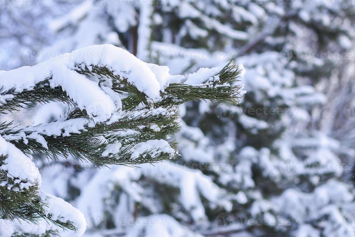 snö täckt gran träd grenar utomhus. foto