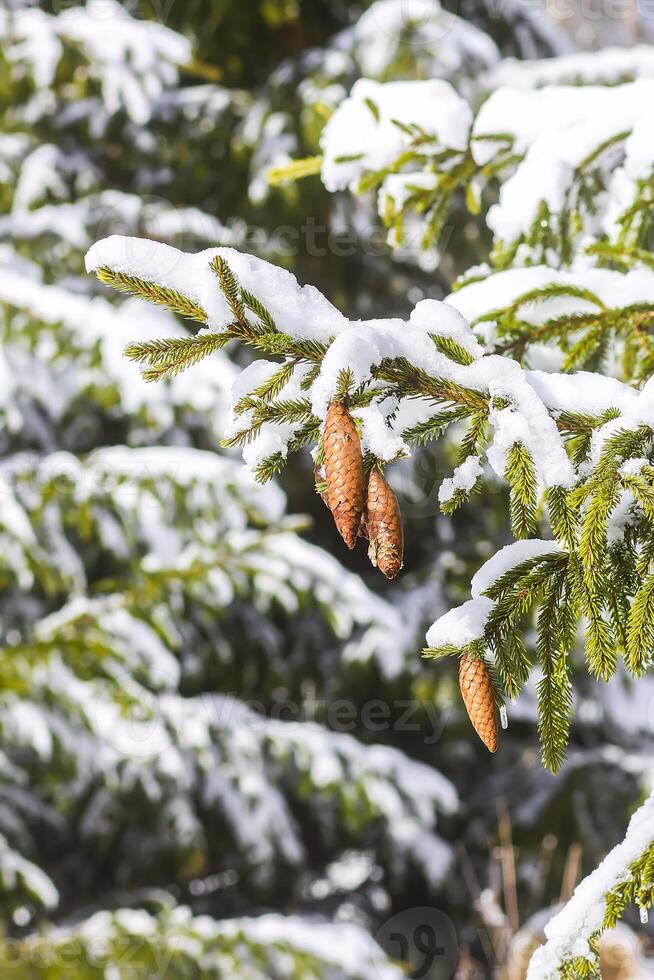 snö täckt gran träd grenar med koner utomhus. foto