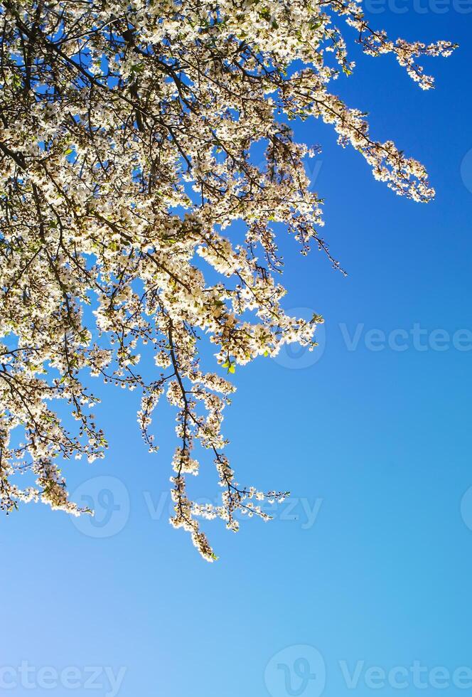 klasar av appe träd blomma med vit blommor mot de blå himmel bakgrund. foto