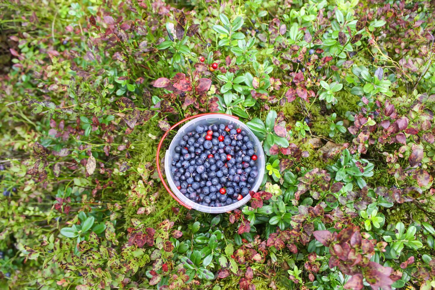 vild blåbär i sommar skog. foto