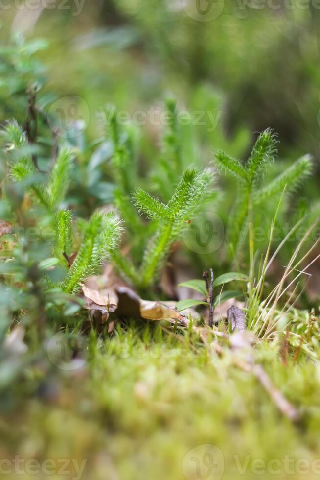 vild blåbär i sommar skog. foto