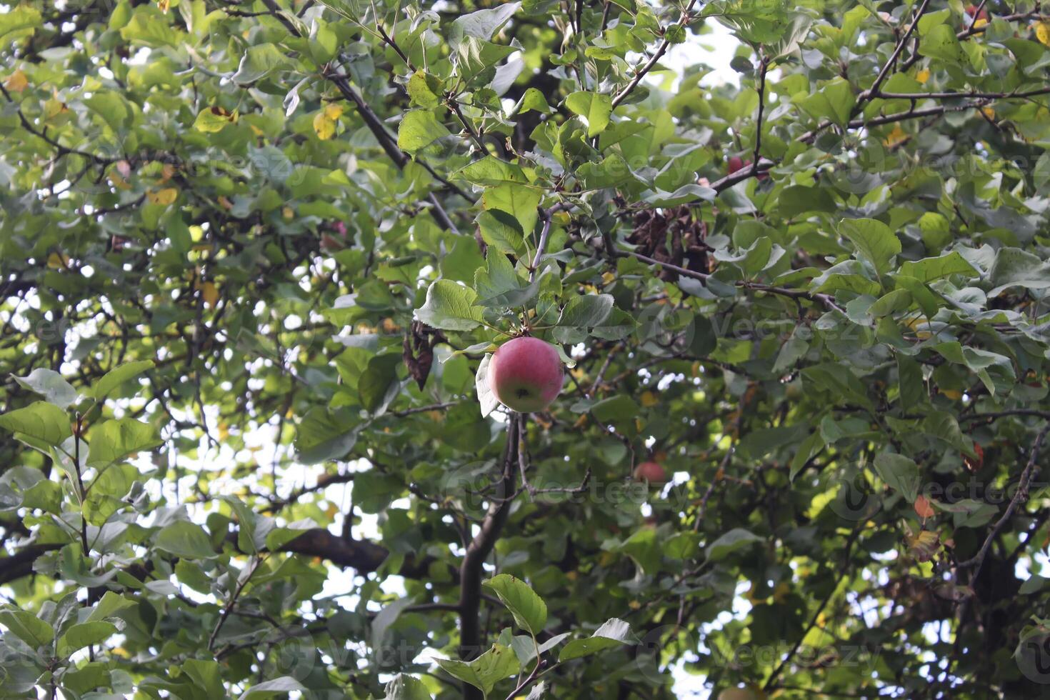 röda äpplen på ett träd foto