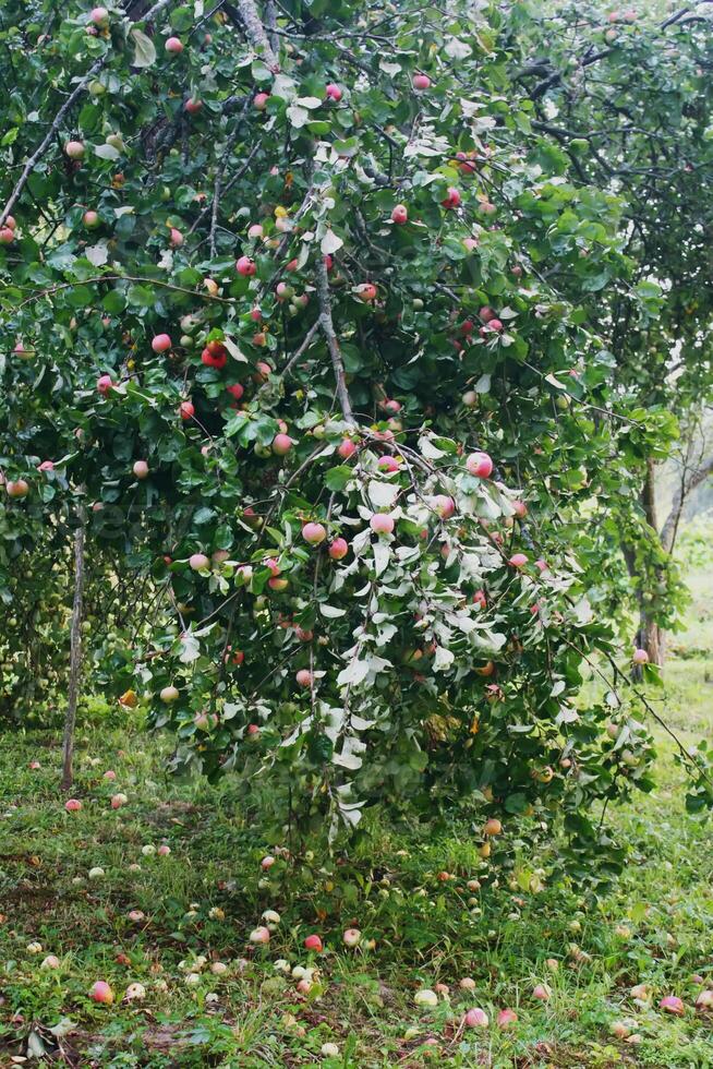 äpplen på äpple träd foto