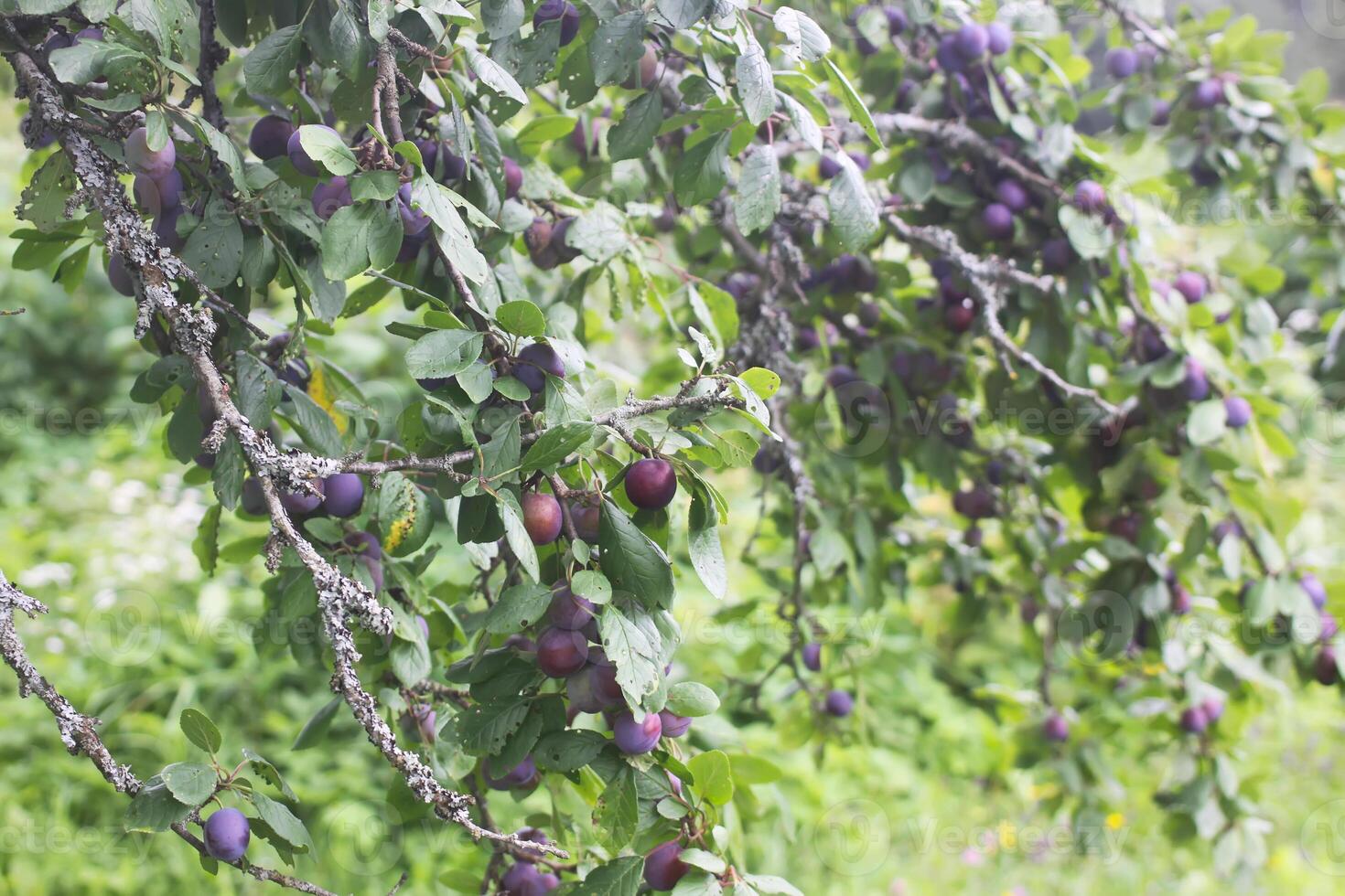 plommonträd med saftiga frukter foto