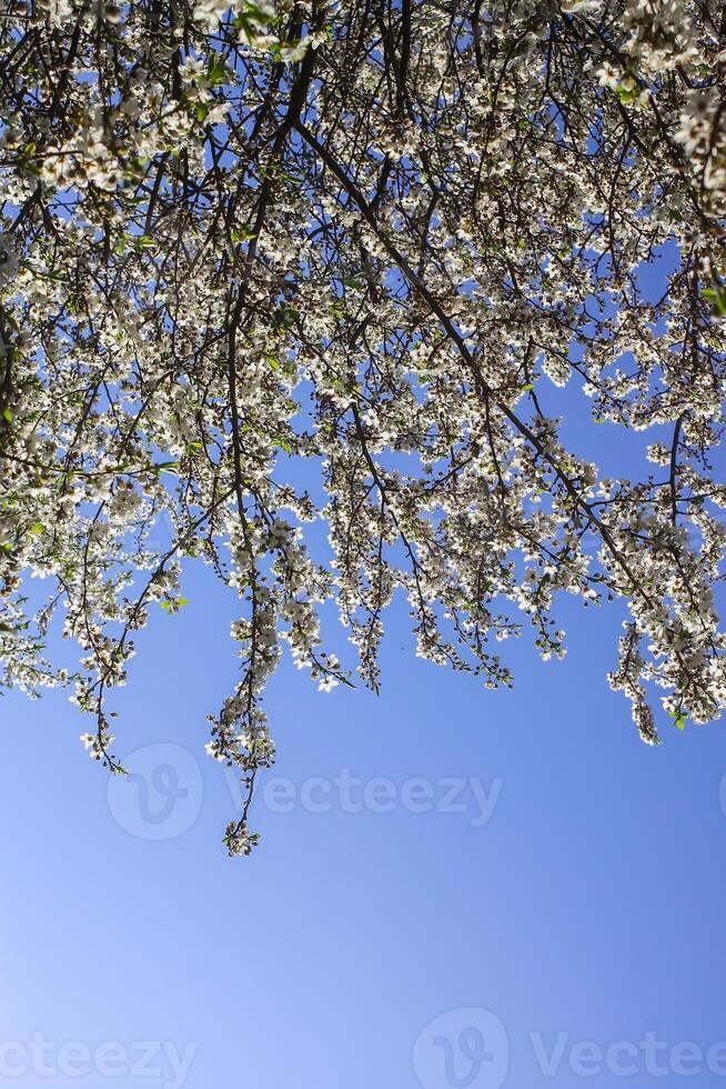 klasar av appe träd blomma med vit blommor mot de blå himmel bakgrund. foto