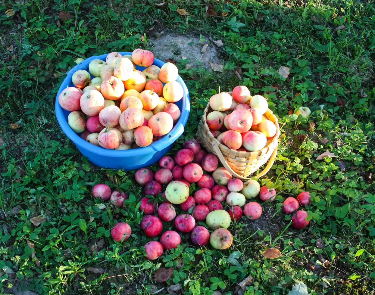 röd äpplen i sommar trädgård foto