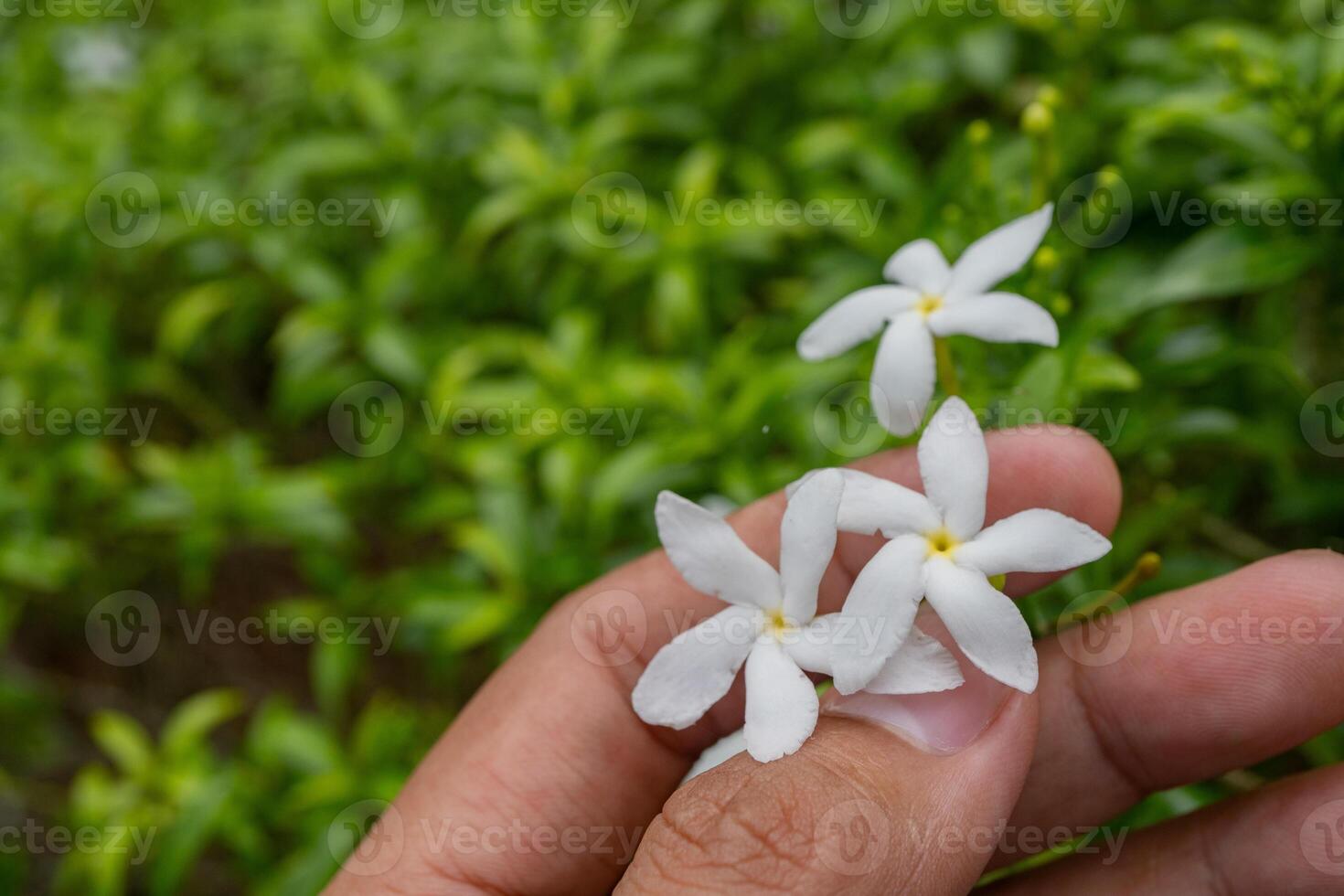 vit blomma tabernaemontana corymbosa håll förbi hand blomma när regnig säsong. de Foto är lämplig till använda sig av för botanisk innehåll media och blommor natur Foto bakgrund.