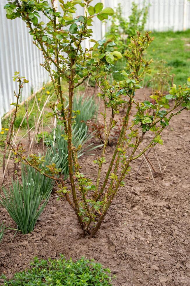 reste sig buskar i de trädgård. trädgårdsarbete och hortikultur. foto