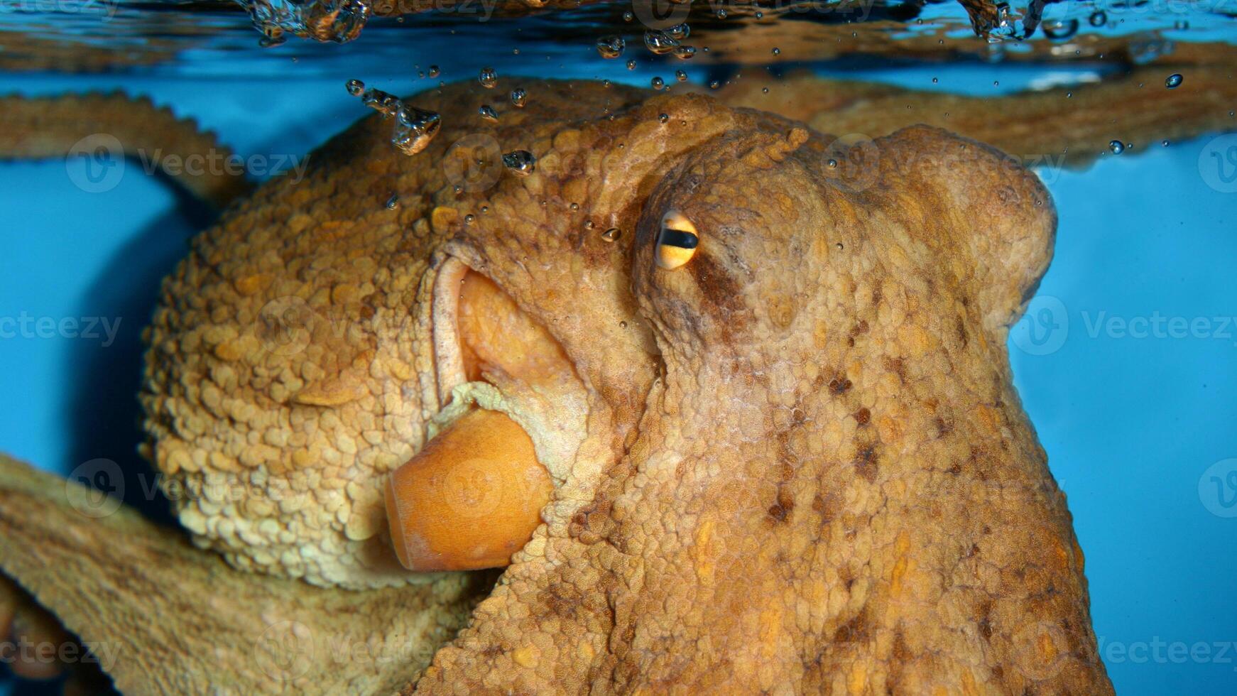 närbild se av en allmänning bläckfisk vulgaris simning under vattnet, makro porträtt under vatten foto