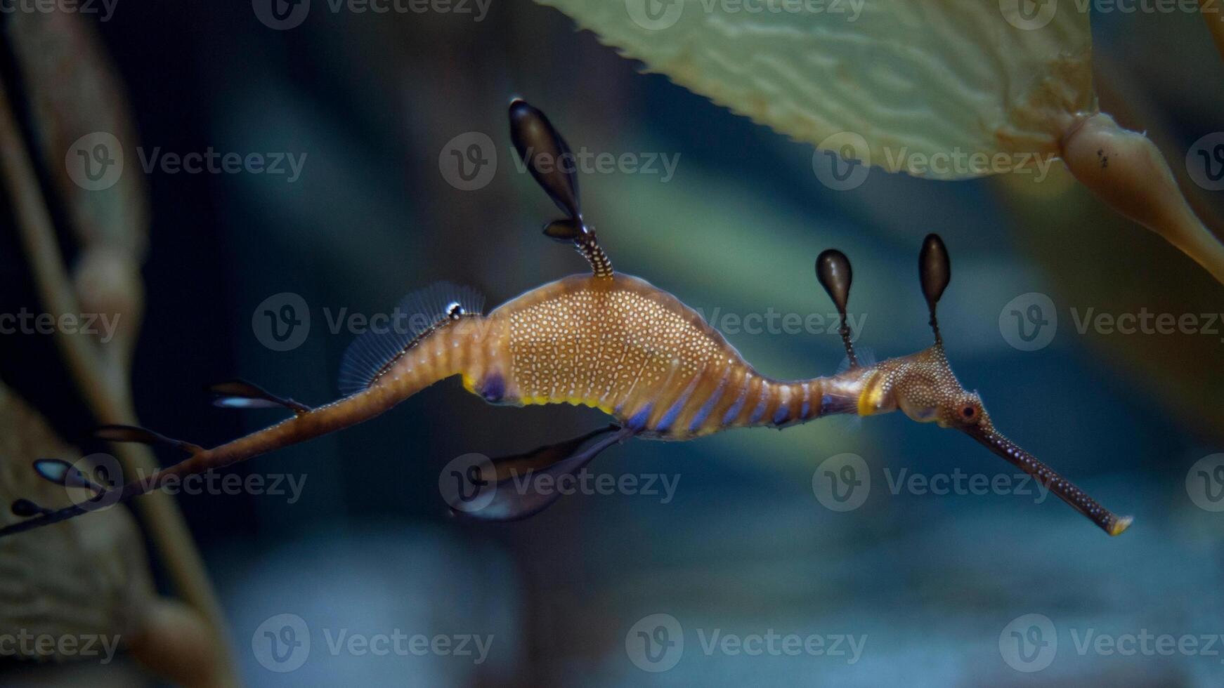 närbild allmänning färgrik sjöhäst eller hippocampus guttulatus simning under vatten, Havsliv foto