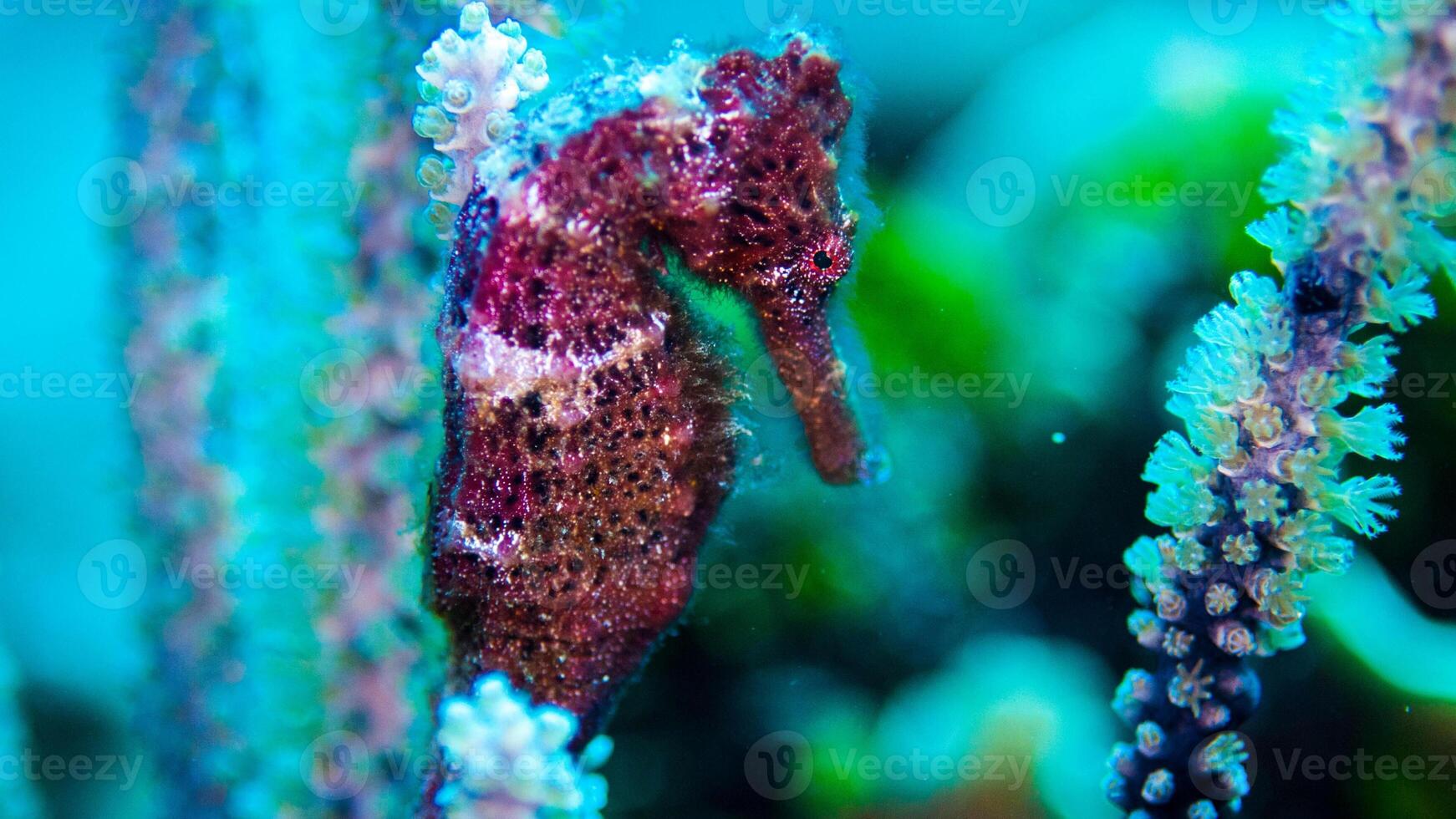 närbild allmänning färgrik sjöhäst eller hippocampus guttulatus simning under vatten, Havsliv foto