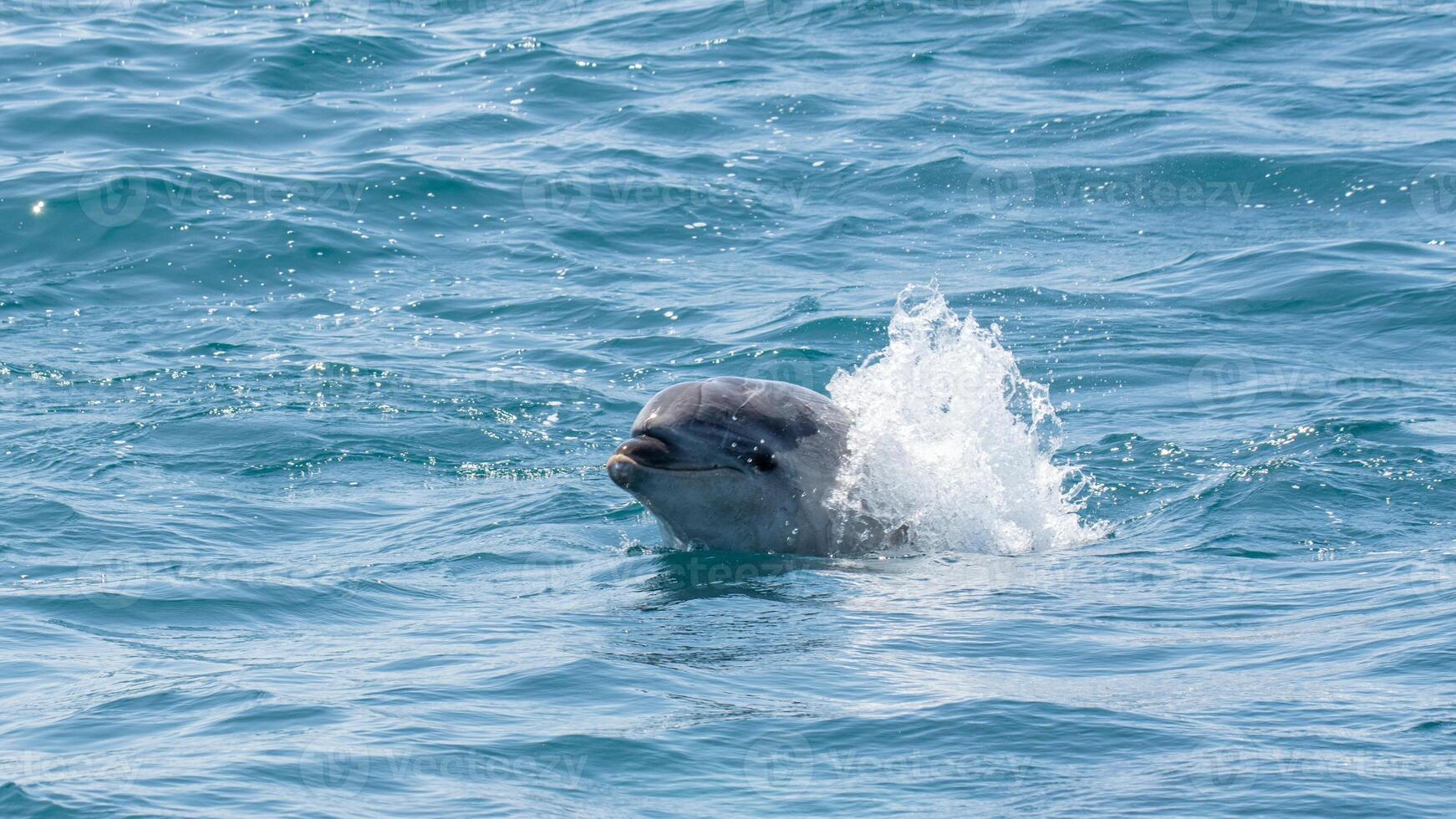 ung nyfiken flasknos delfin ler, lekfull allmänning tursiops truncatus närbild simning under vattnet. Hoppar ut av vatten foto