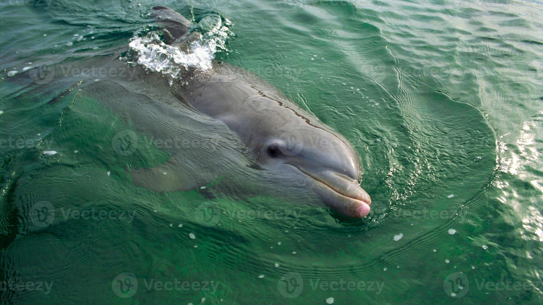 ung nyfiken flasknos delfin ler, lekfull allmänning tursiops truncatus närbild simning under vattnet. Hoppar ut av vatten foto