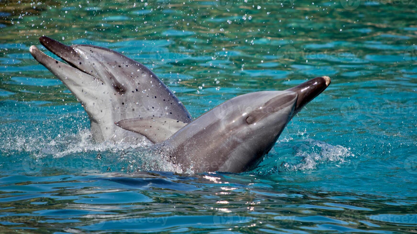 ung nyfiken flasknos delfin ler, lekfull allmänning tursiops truncatus närbild simning under vattnet. Hoppar ut av vatten foto