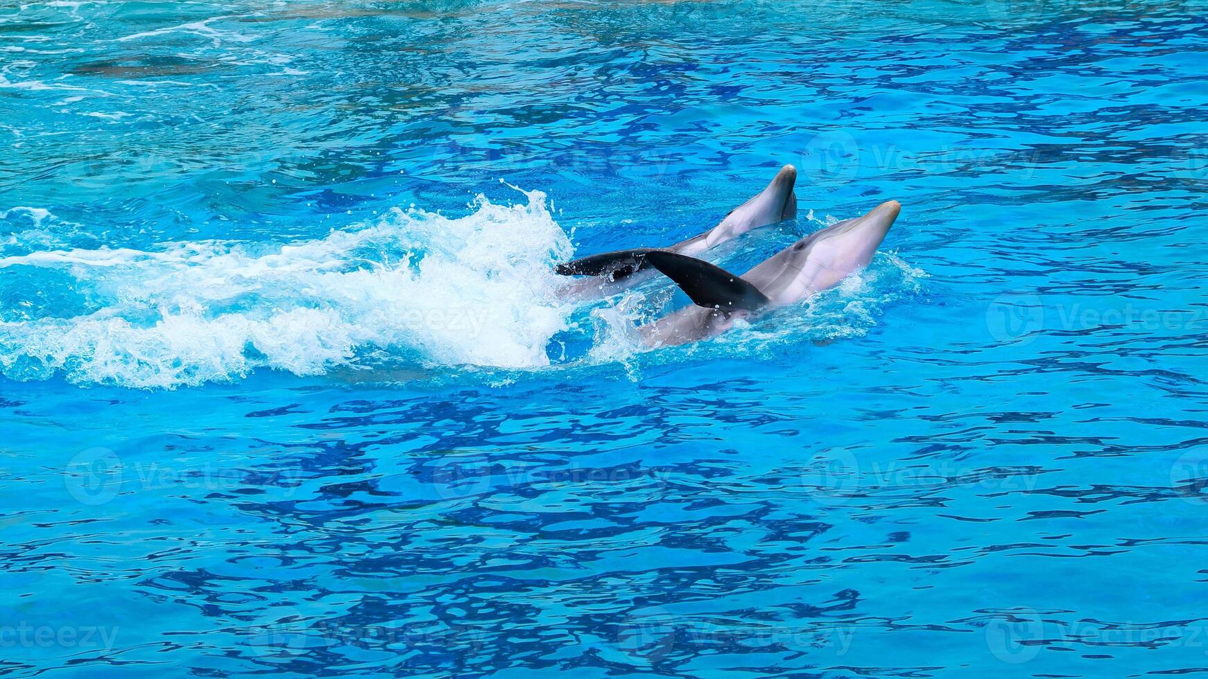 ung nyfiken flasknos delfin ler, lekfull allmänning tursiops truncatus närbild simning under vattnet. Hoppar ut av vatten foto