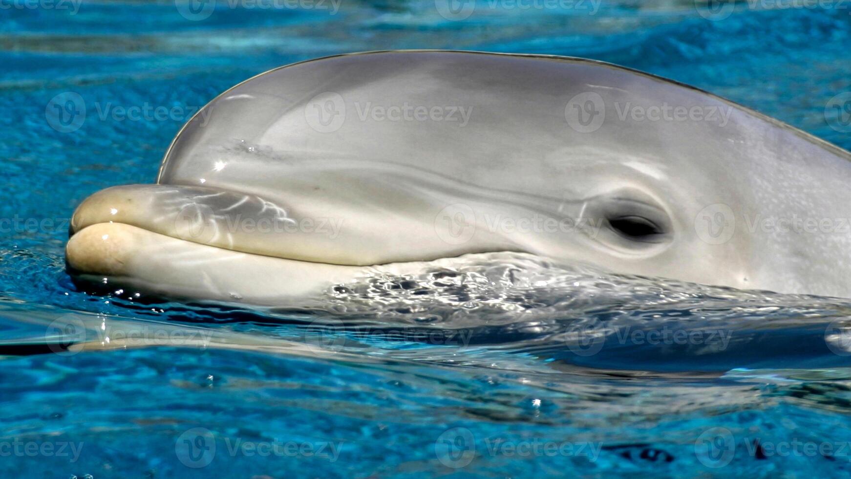 ung nyfiken flasknos delfin ler, lekfull allmänning tursiops truncatus närbild simning under vattnet. Hoppar ut av vatten foto