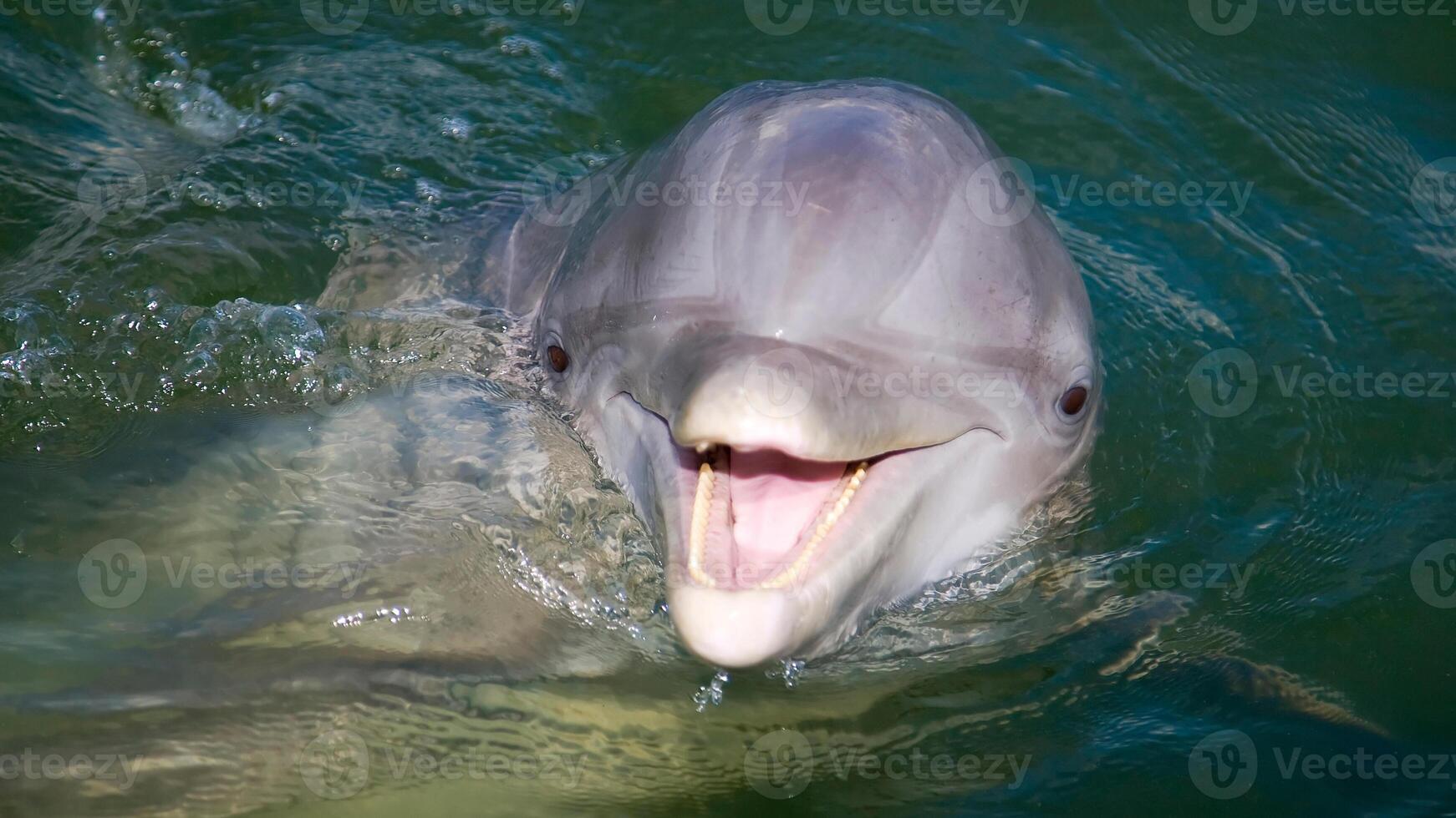 ung nyfiken flasknos delfin ler, lekfull allmänning tursiops truncatus närbild simning under vattnet. Hoppar ut av vatten foto