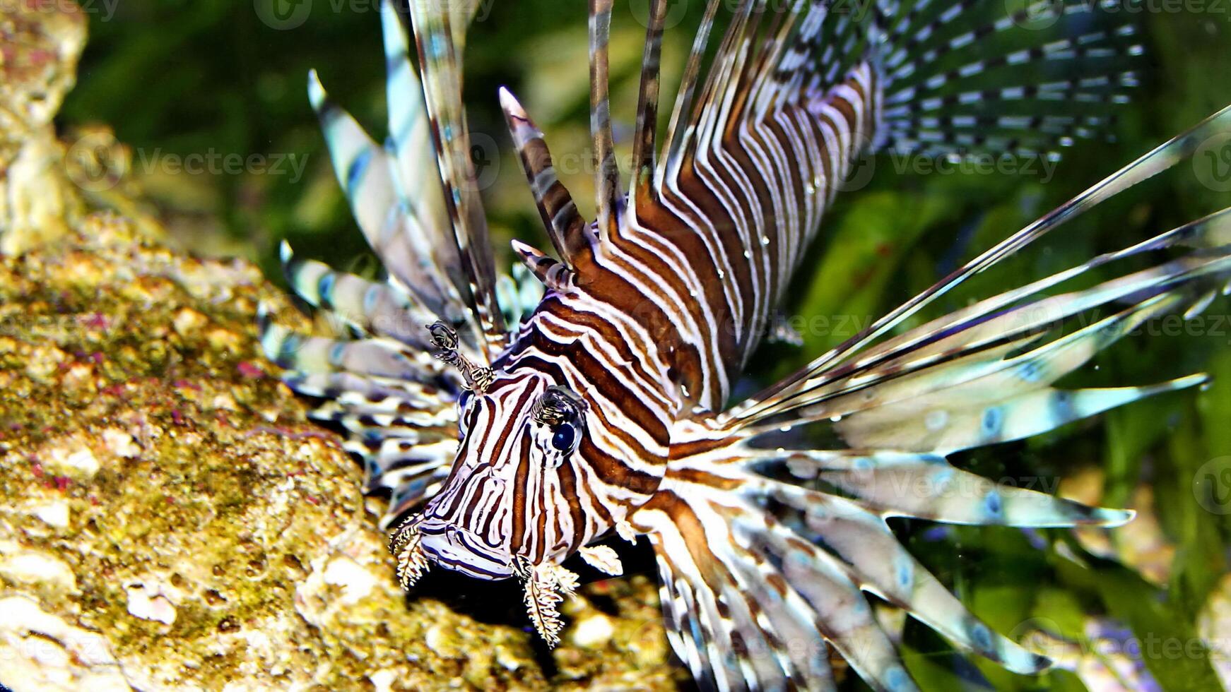 drakfisk eller pterois, en skön predatory lejon fisk simmar i Sök av mat under vattnet foto