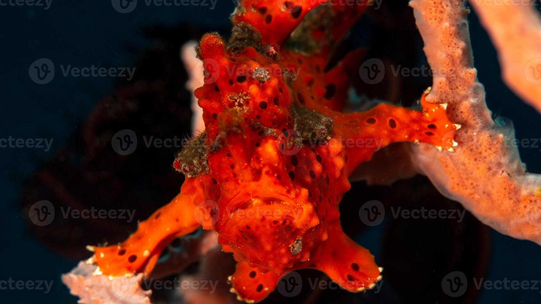 grodfisk antennarius. Fantastisk under vattnet värld, groda fisk marin varelse foto