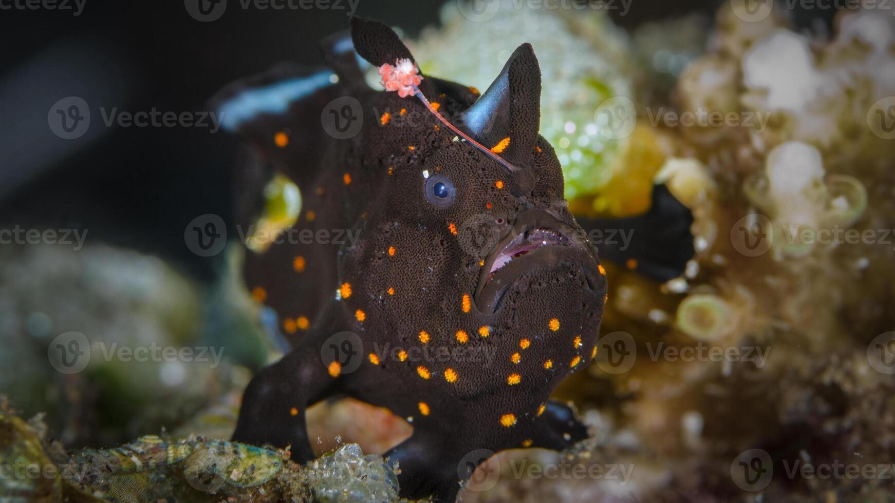 grodfisk antennarius. Fantastisk under vattnet värld, groda fisk marin varelse foto