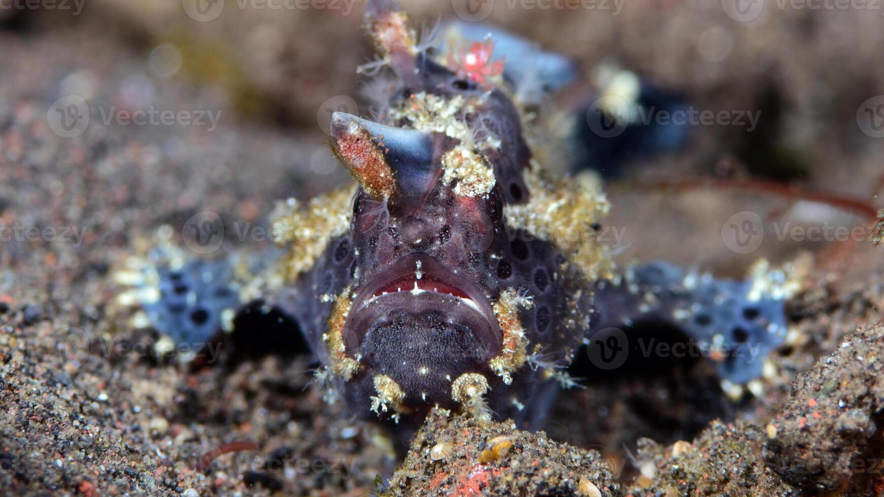 grodfisk antennarius. Fantastisk under vattnet värld, groda fisk marin varelse foto