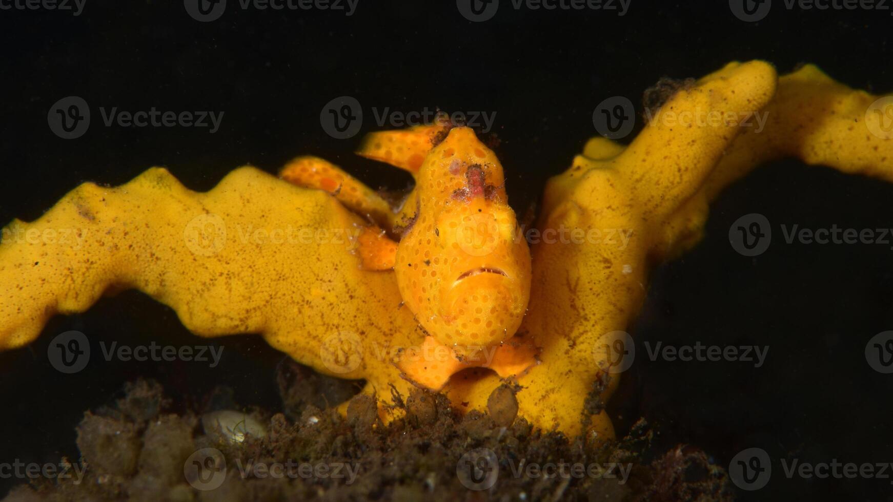 grodfisk antennarius. Fantastisk under vattnet värld, groda fisk marin varelse foto