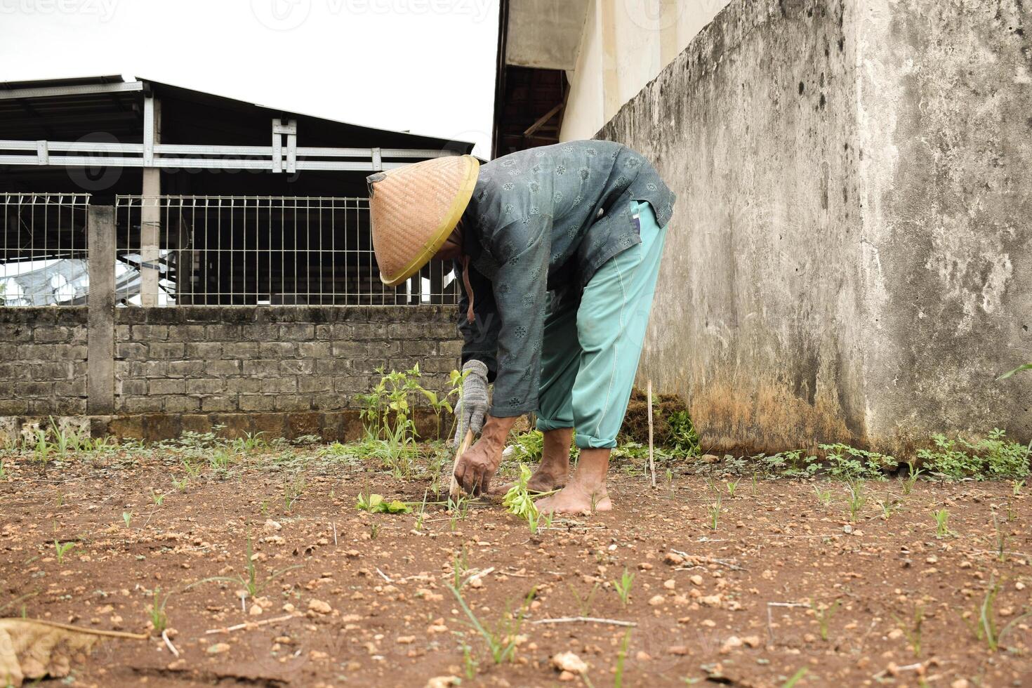 senior jordbrukare ha på sig bambu hatt plantering chili växter med trä pinne på jord foto