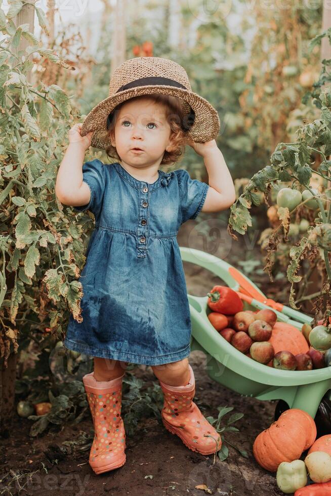 flicka skörd beskära av grönsaker och frukt och sätter den i trädgård skottkärra. höst begrepp foto