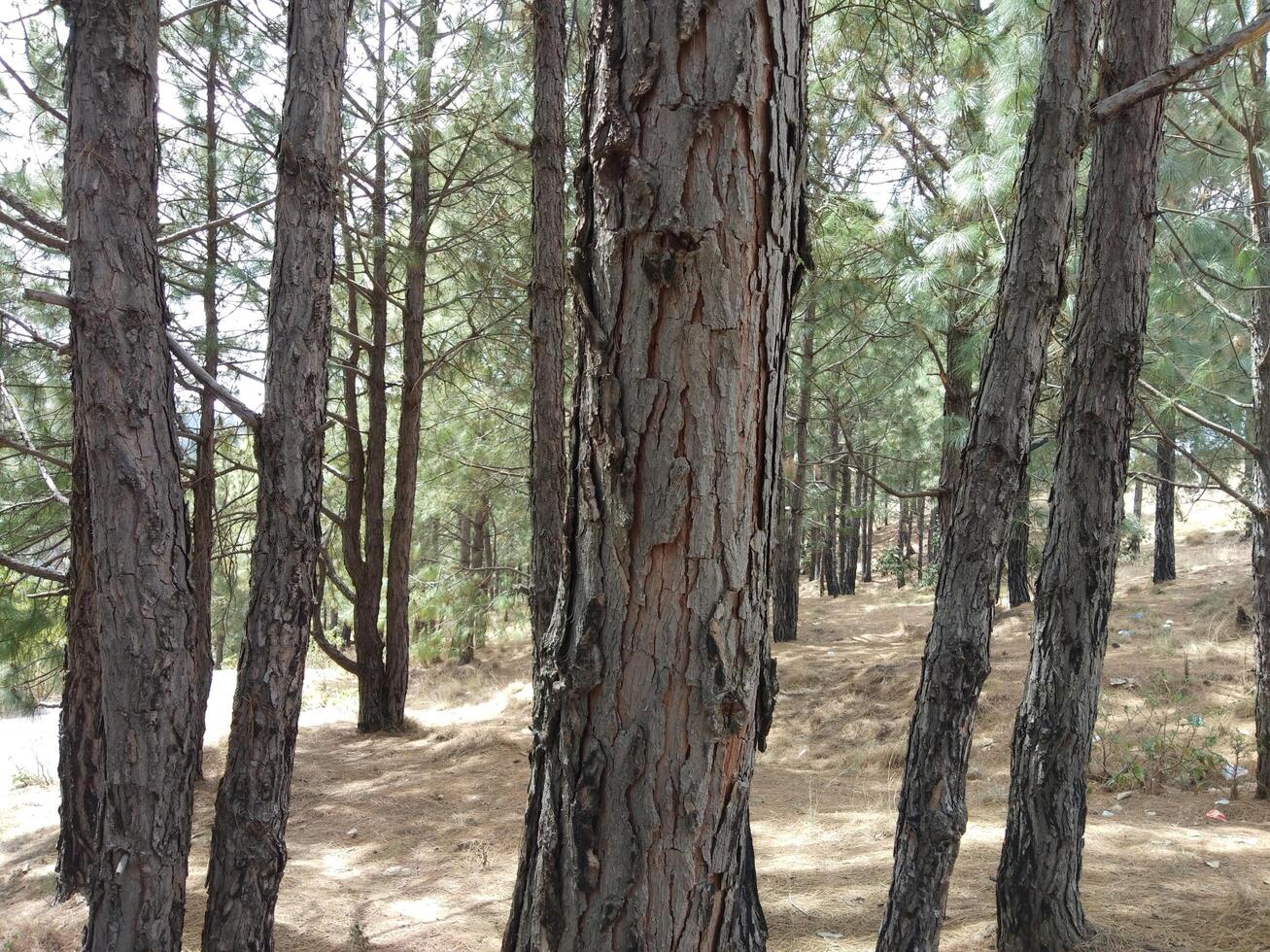 skog bakgrund. mörk skog natur se foto