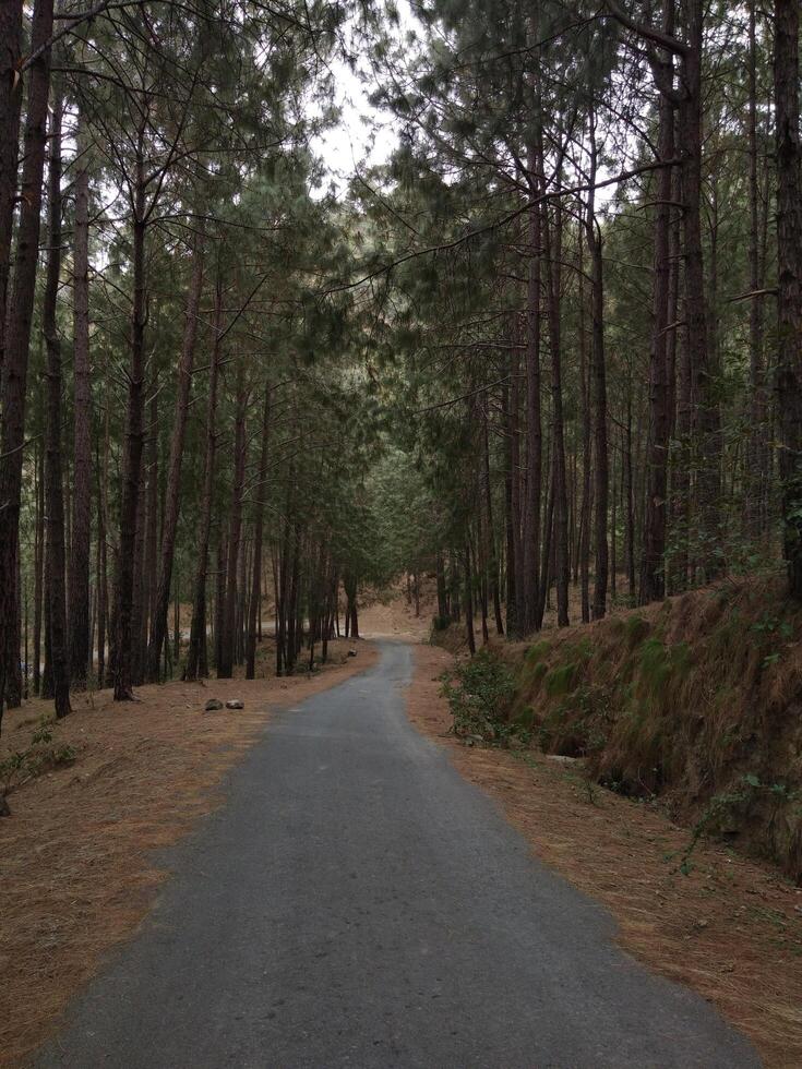 skog bakgrund. mörk skog natur se foto