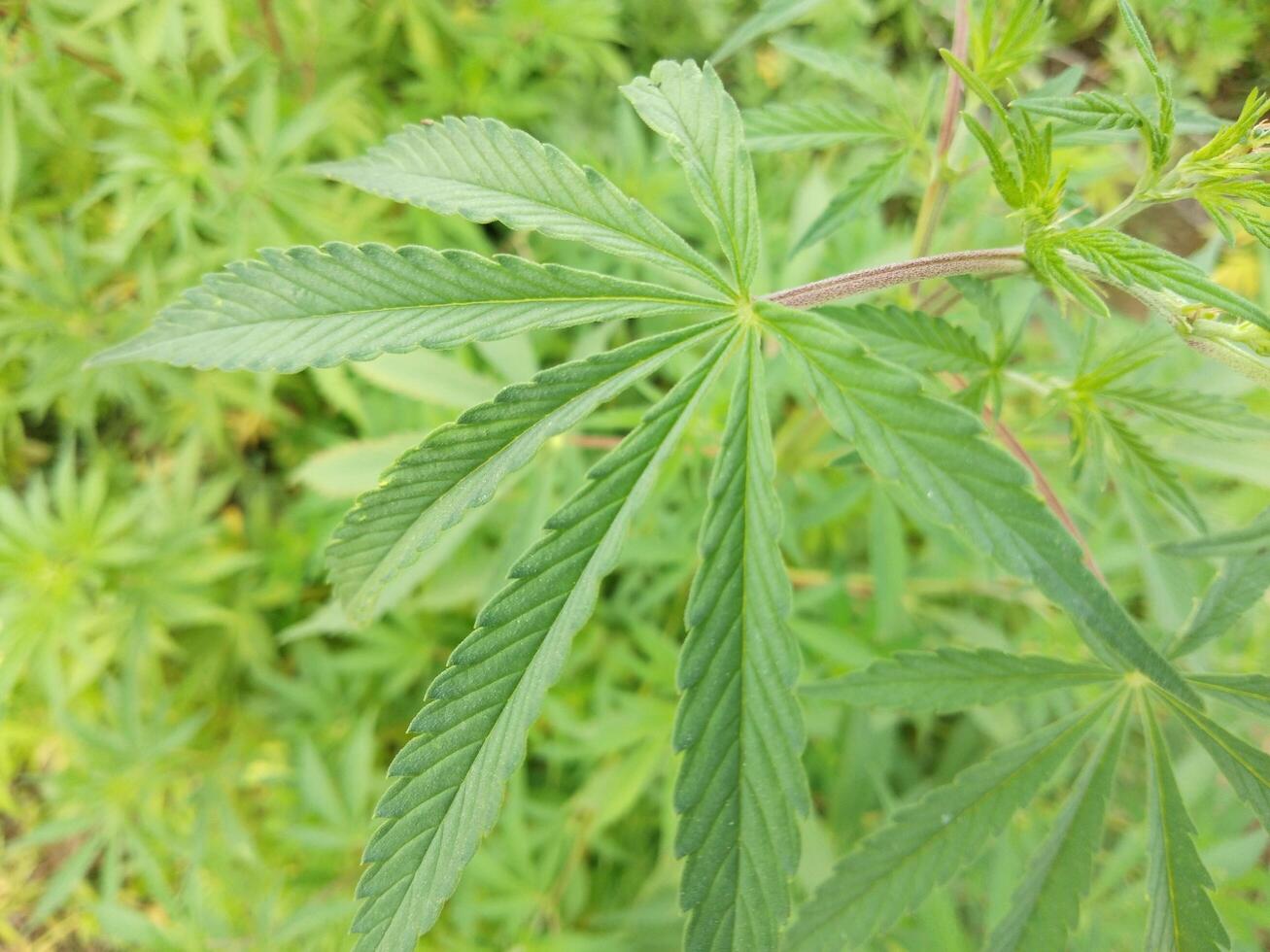 marijuana blad, cannabis hampa blad utomhus foto