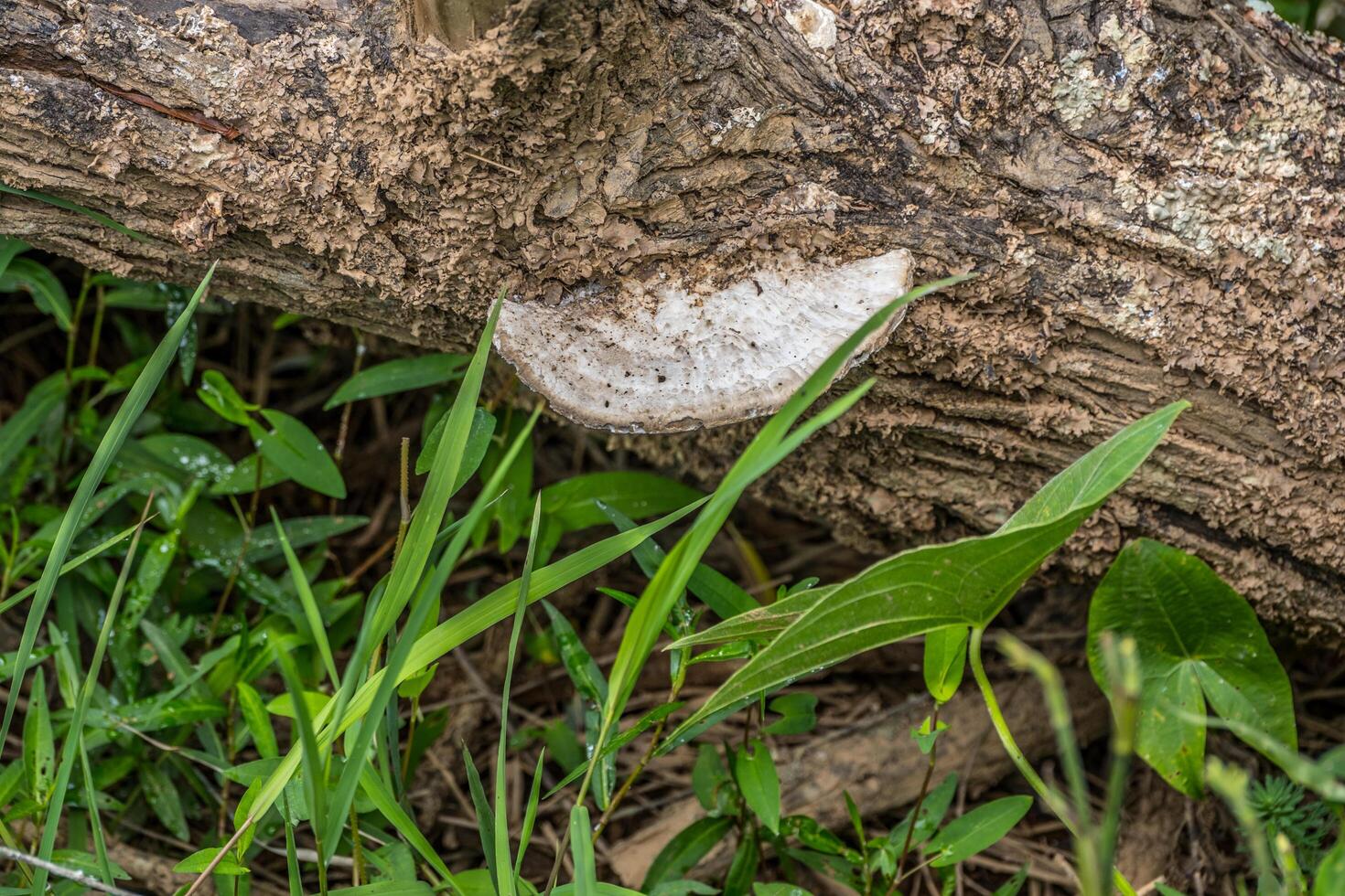 svampar på en logga foto