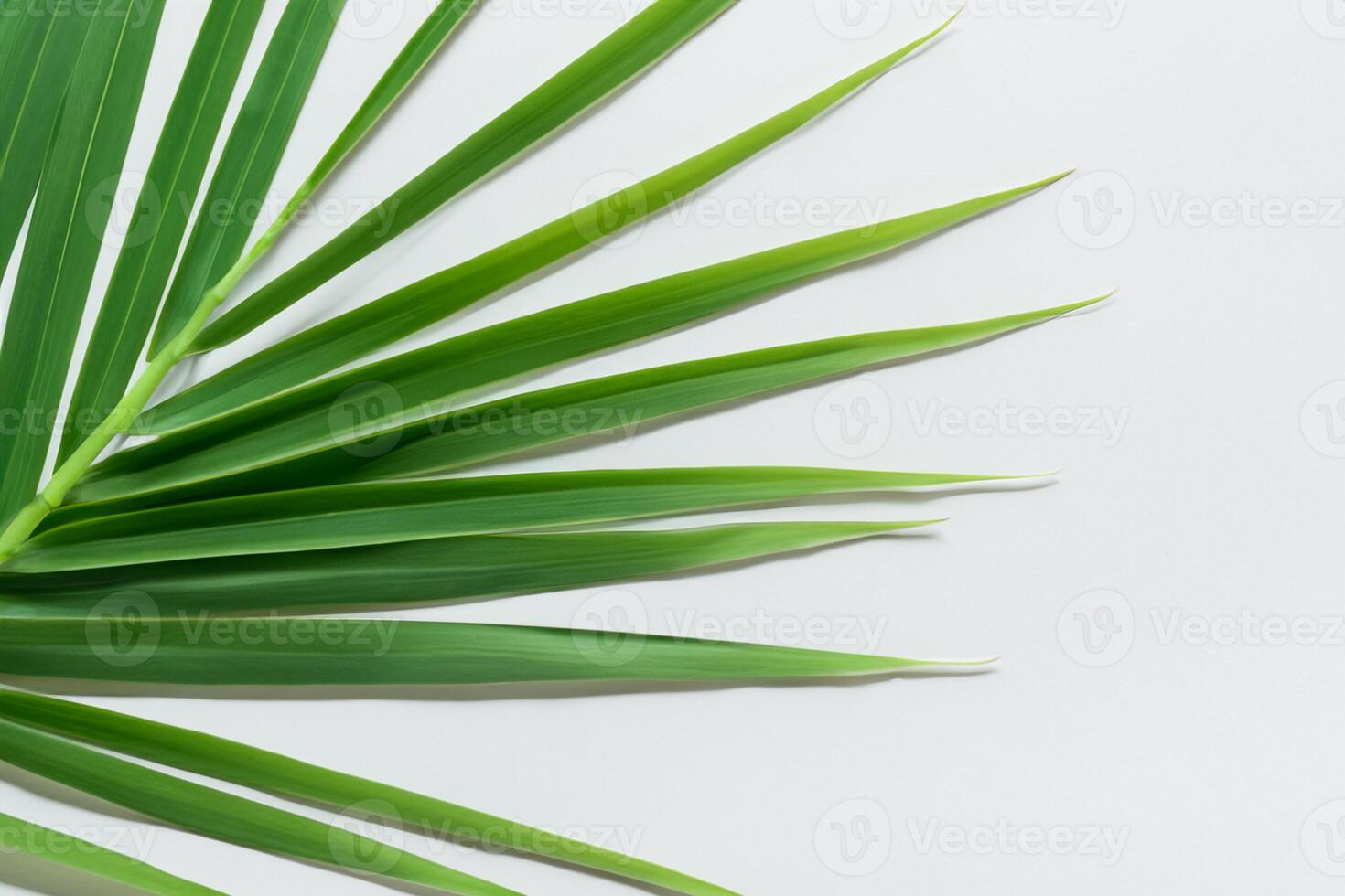 pandan blad vilar på vit papper, en blandning av naturens friskhet på en rena duk foto