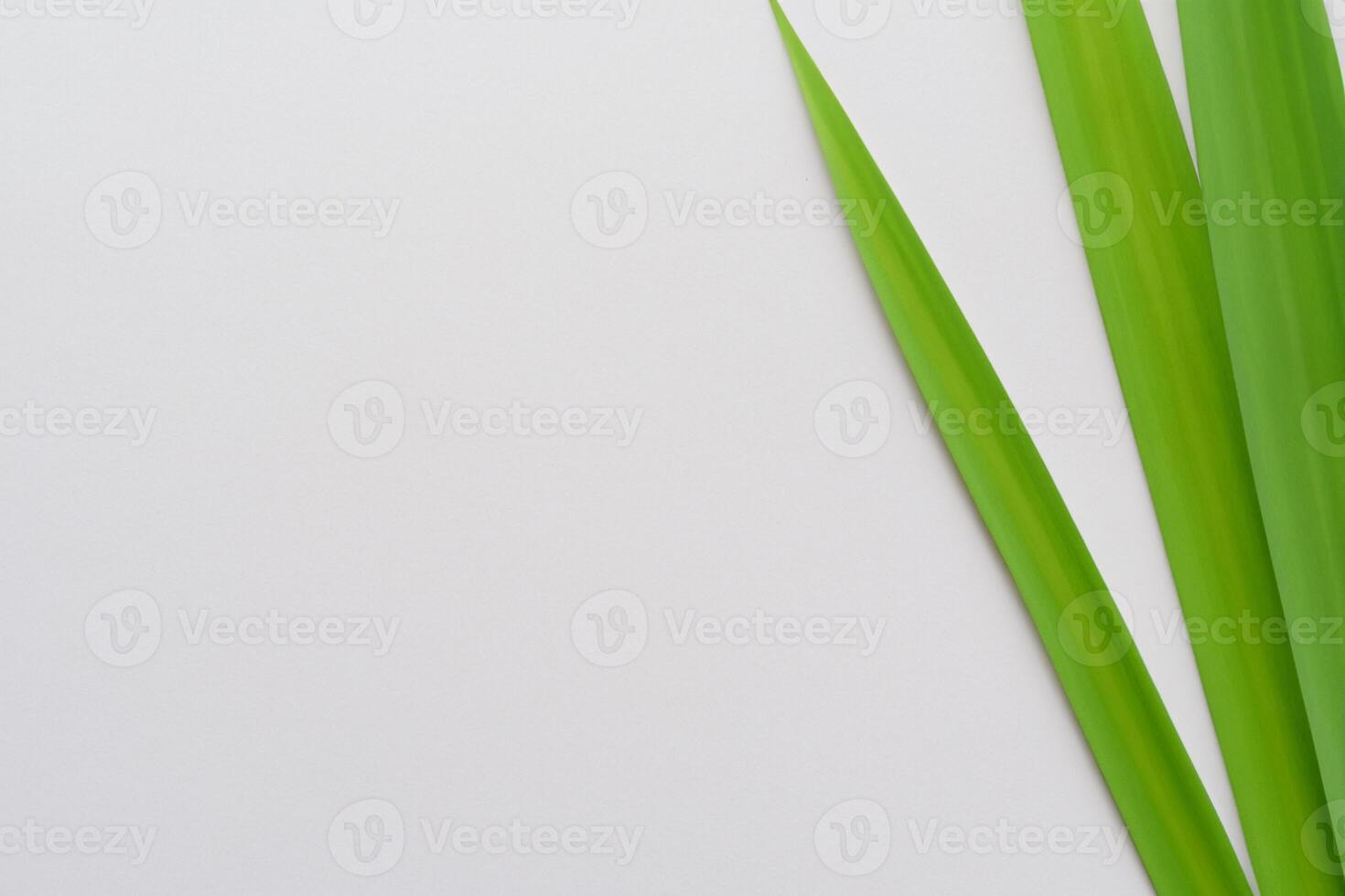 pandan blad vilar på vit papper, en blandning av naturens friskhet på en rena duk foto