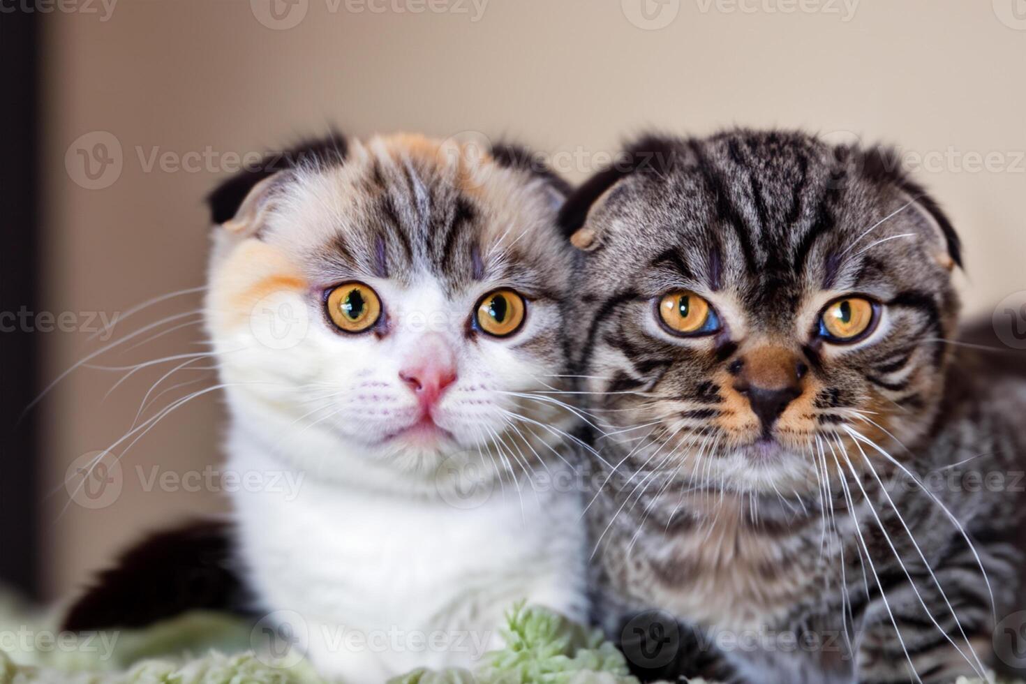 tvilling morrhår elegans fångande de skönhet av skön tvilling morrhår skott vika ihop uttryck, en porträtt av kattdjur nåd och charm foto